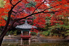 Autumn Seoul Tour 5D4N