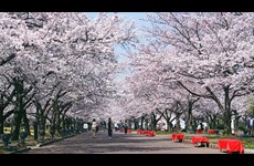 Ideal Tokyo Cherry Blossom 6D5N